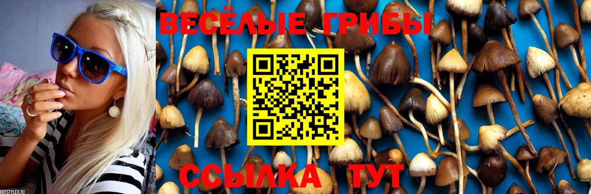Псилоцибиновые грибы Psilocybe Азов